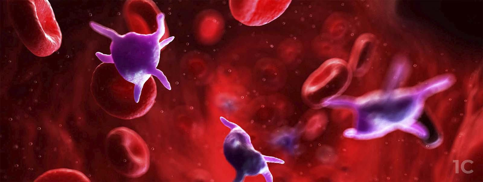 Leben mit ITP: Darstellung von roten Blutkörpern im Blut