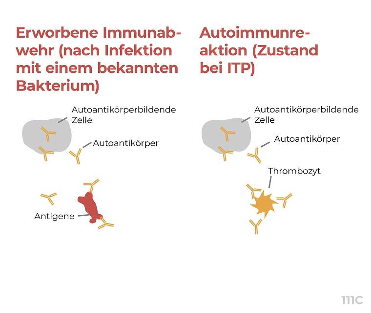 Leben mit ITP: Die Grafik zeigt, ITP das Immunsystem schächt